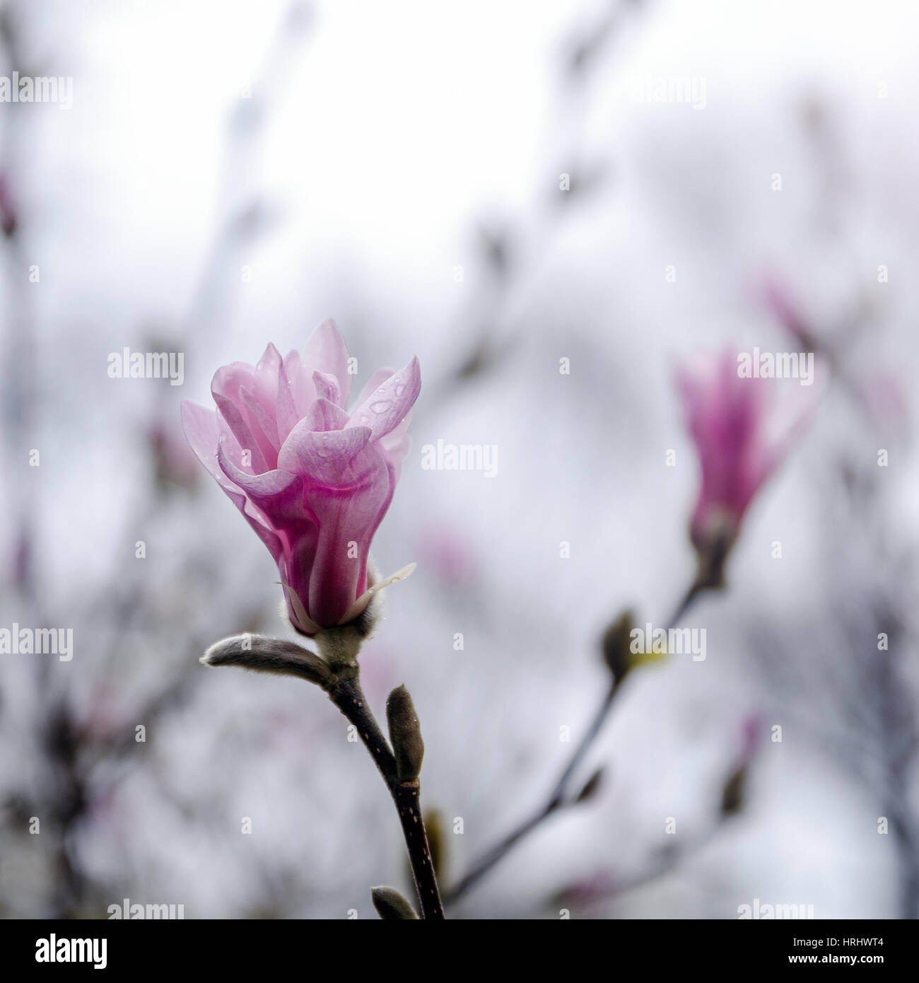 Magnolia blossom Banque D'Images