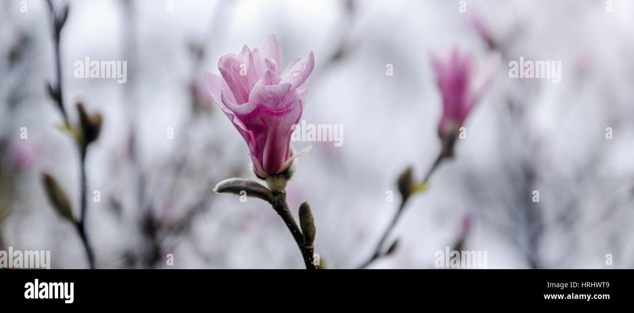 Magnolia blossom Banque D'Images