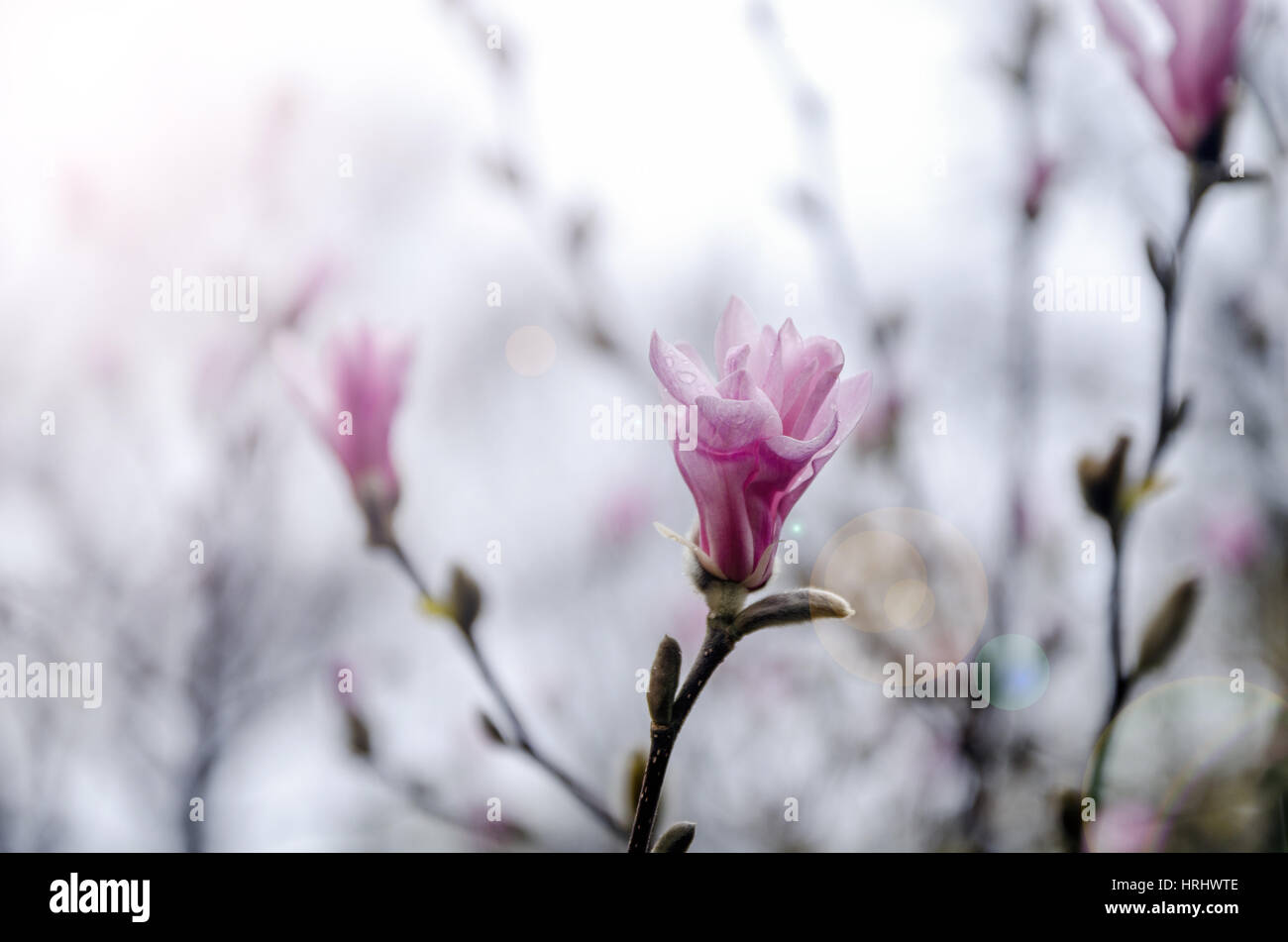 Magnolia blossom Banque D'Images
