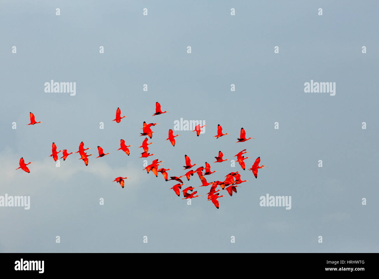 Ibis rouge (Eudocimus caoutchouc). Voler à travers un ciel bleu. La Trinité, Antilles. Banque D'Images