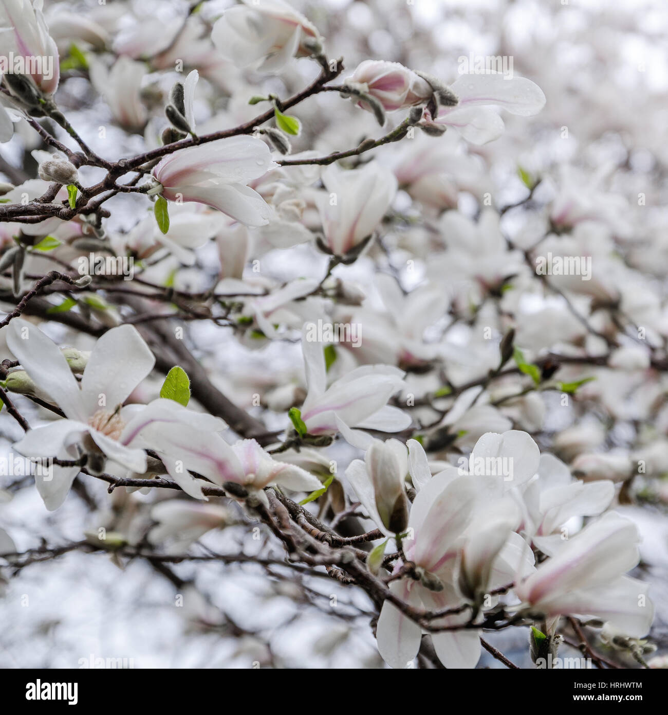 Magnolia blossom Banque D'Images