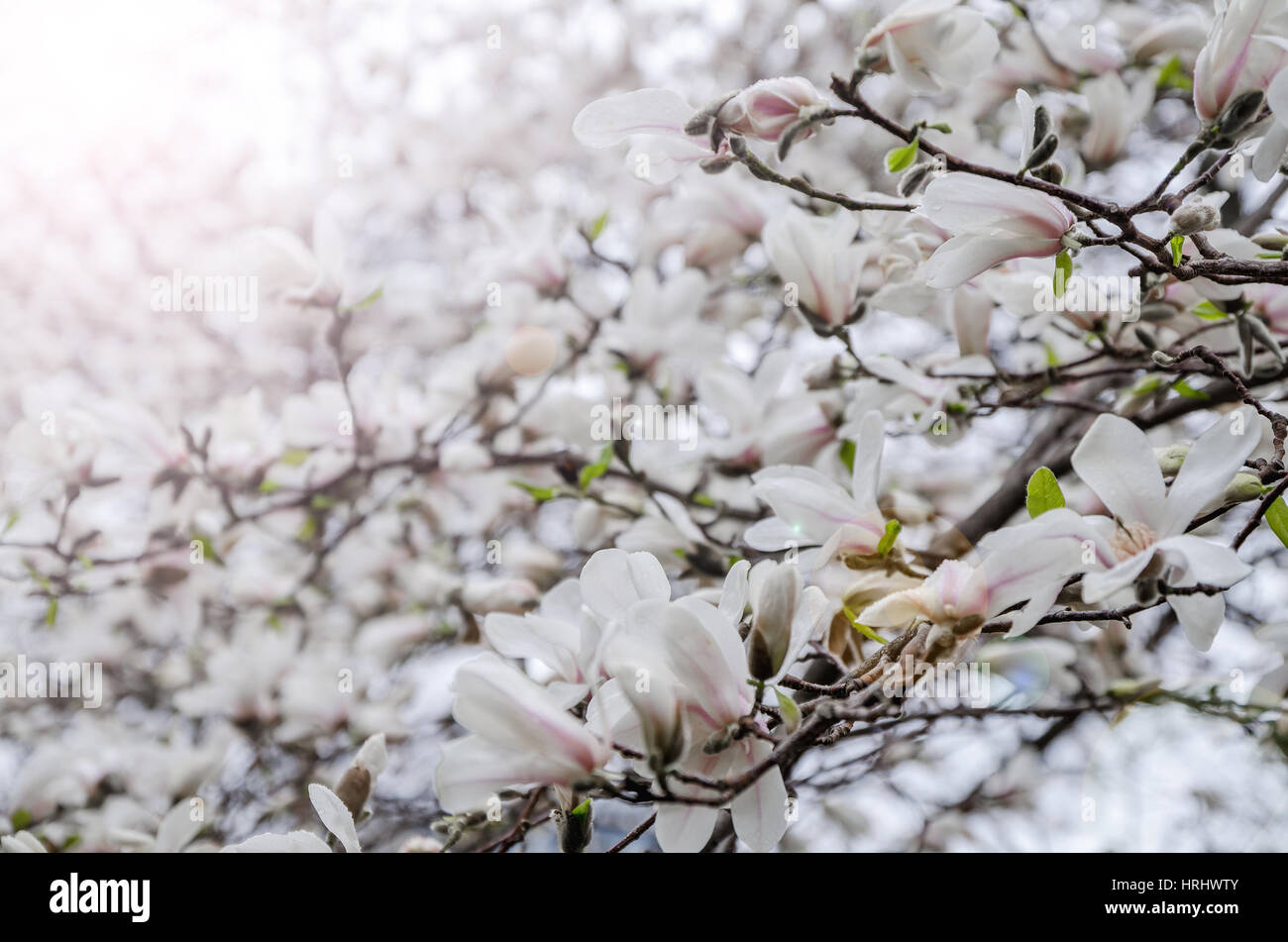 Magnolia blossom Banque D'Images