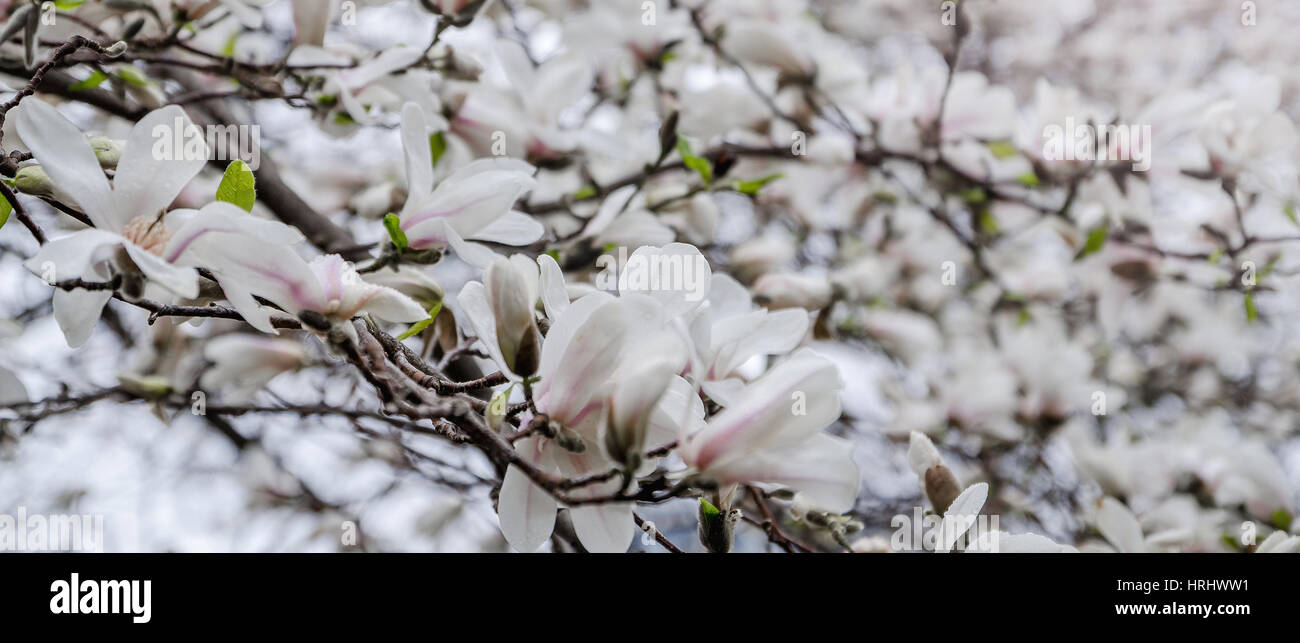 Magnolia blossom Banque D'Images