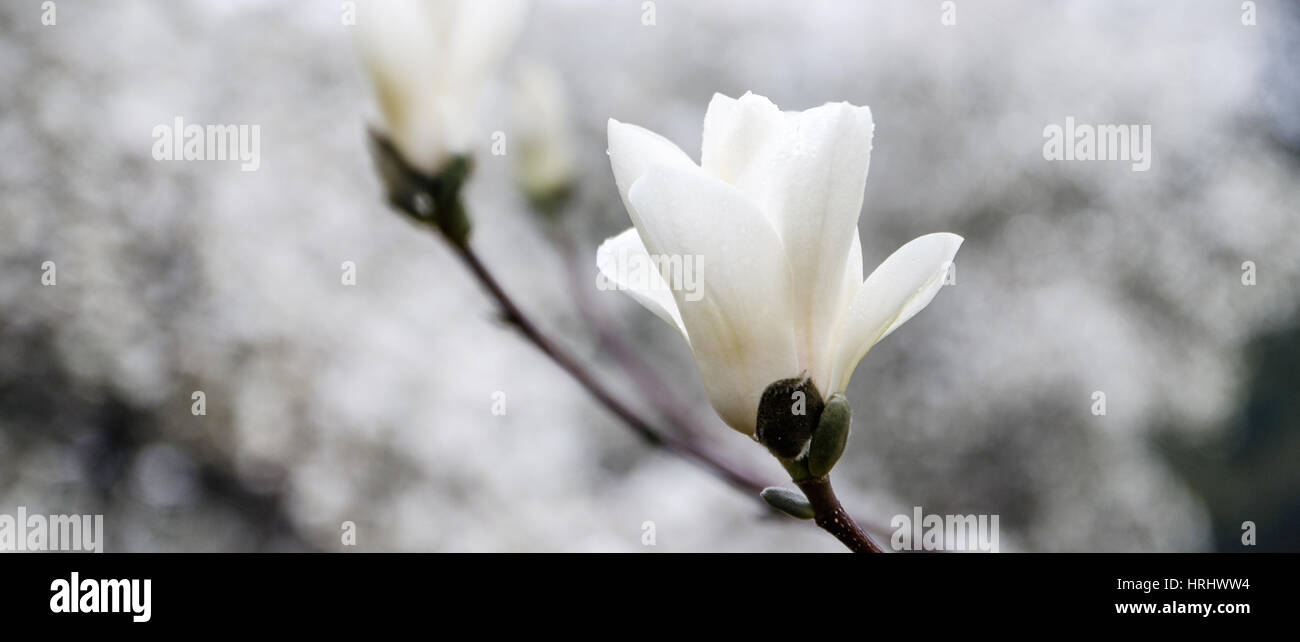 Magnolia blossom Banque D'Images