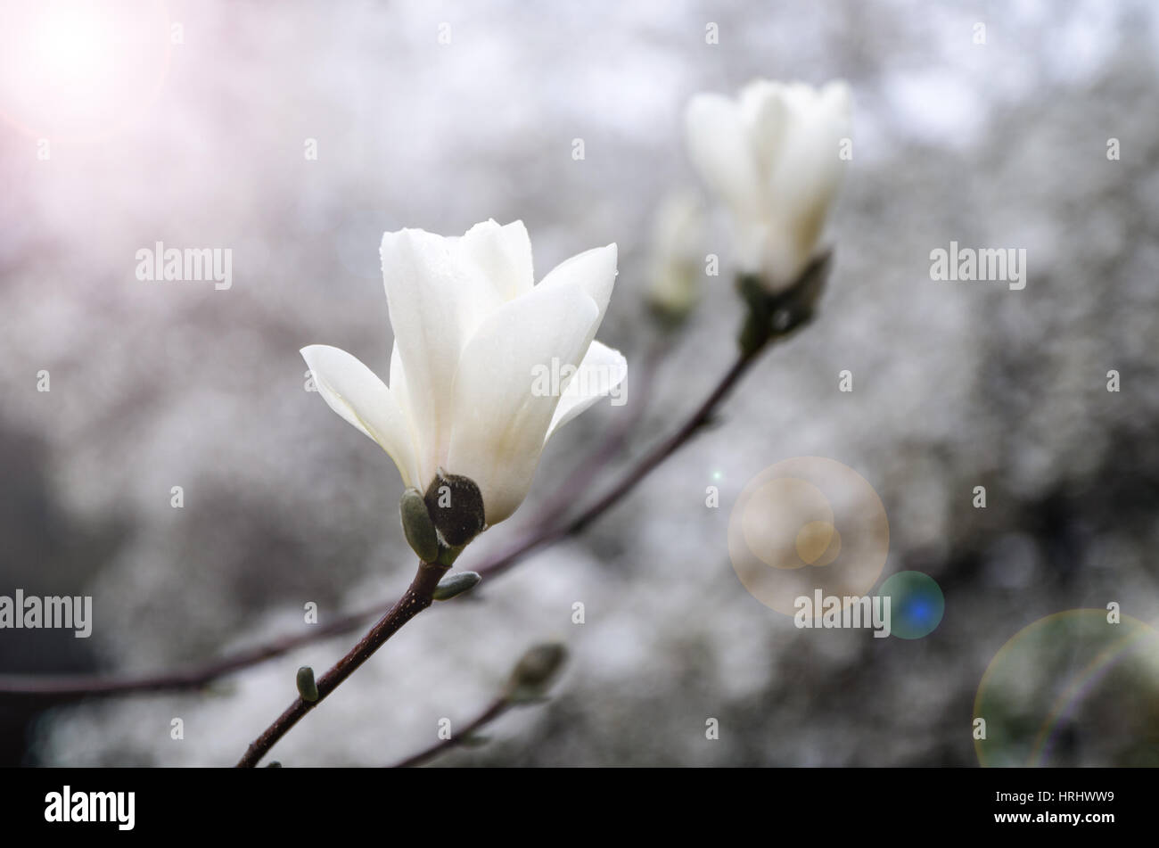 Magnolia blossom Banque D'Images