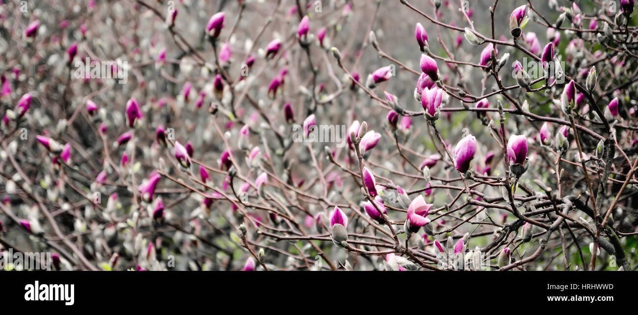 Magnolia blossom Banque D'Images