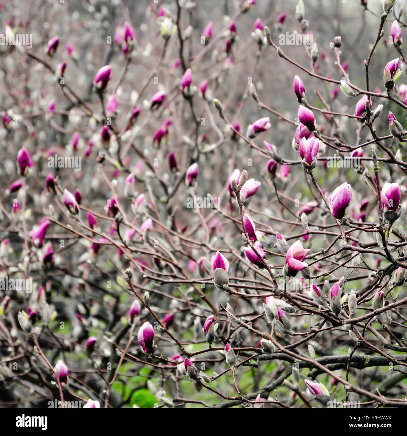 Magnolia blossom Banque D'Images