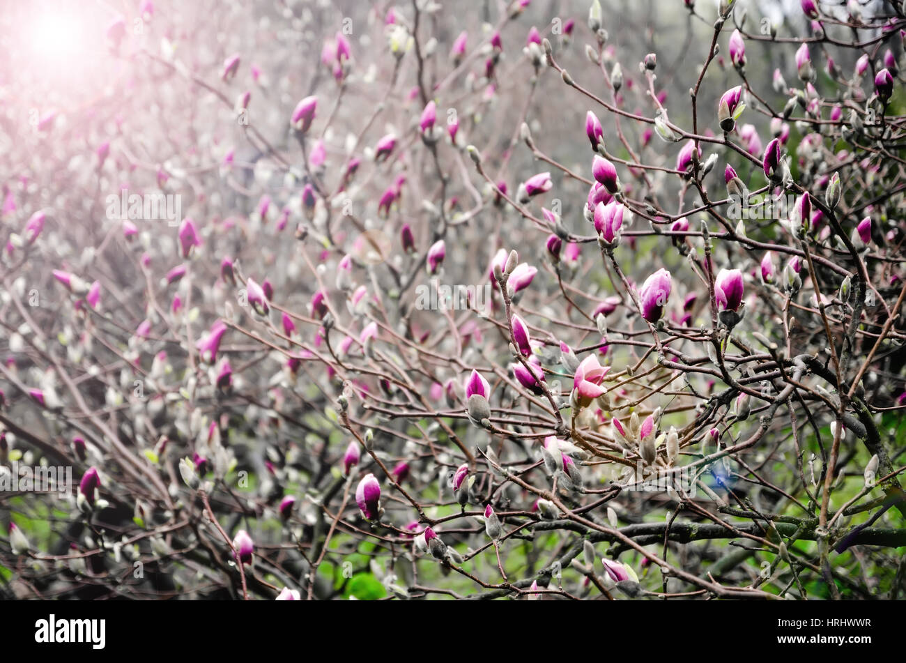Magnolia blossom Banque D'Images