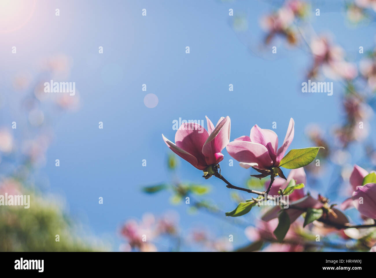 Magnolia blossom Banque D'Images
