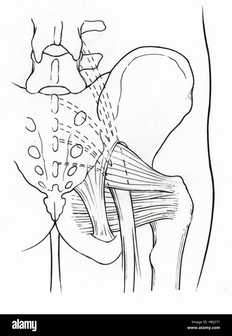 Illustration des droits de bassin Banque D'Images
