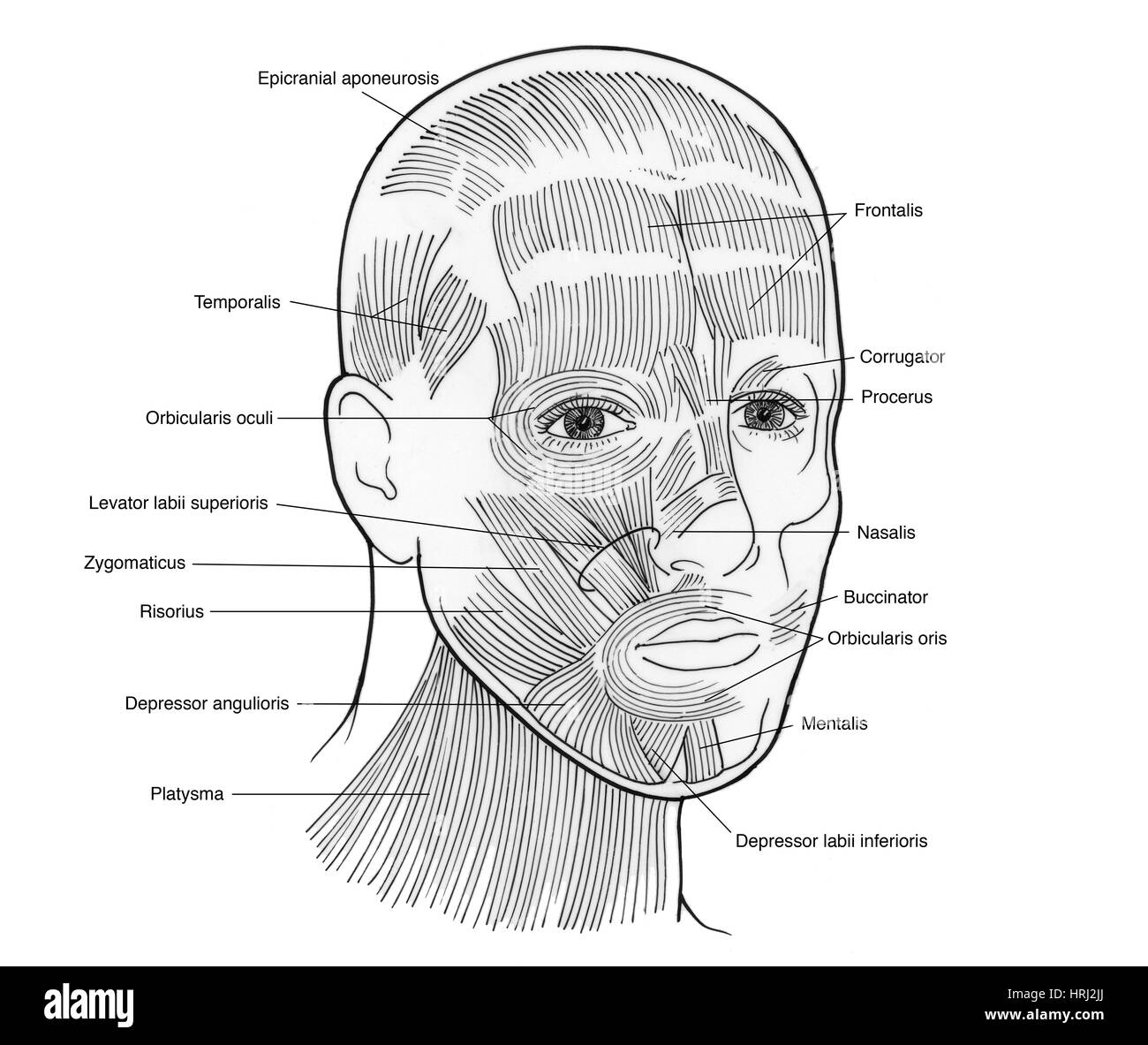 Illustration des muscles du visage Banque D'Images