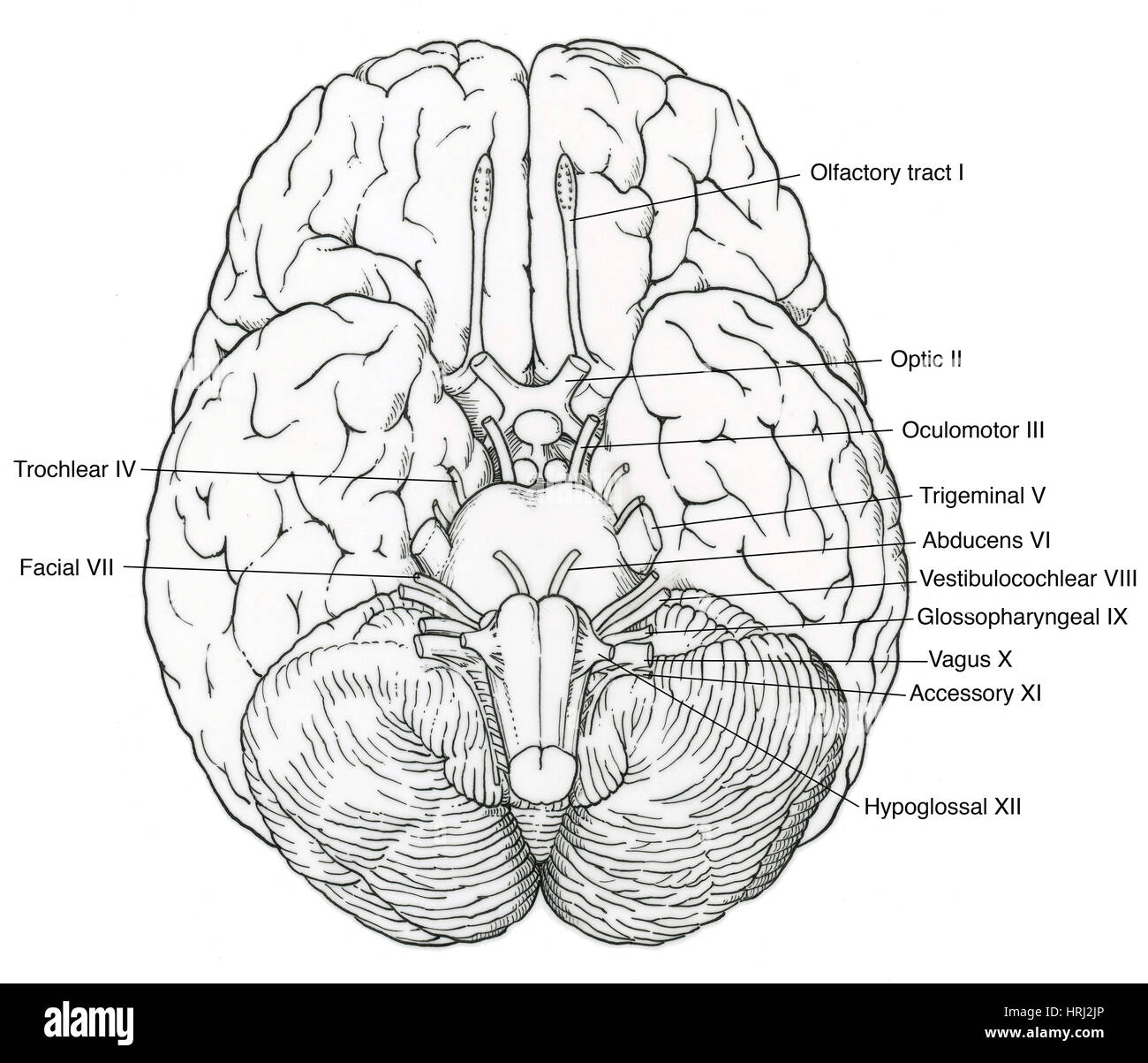 Illustration des nerfs crâniens Photo Stock - Alamy