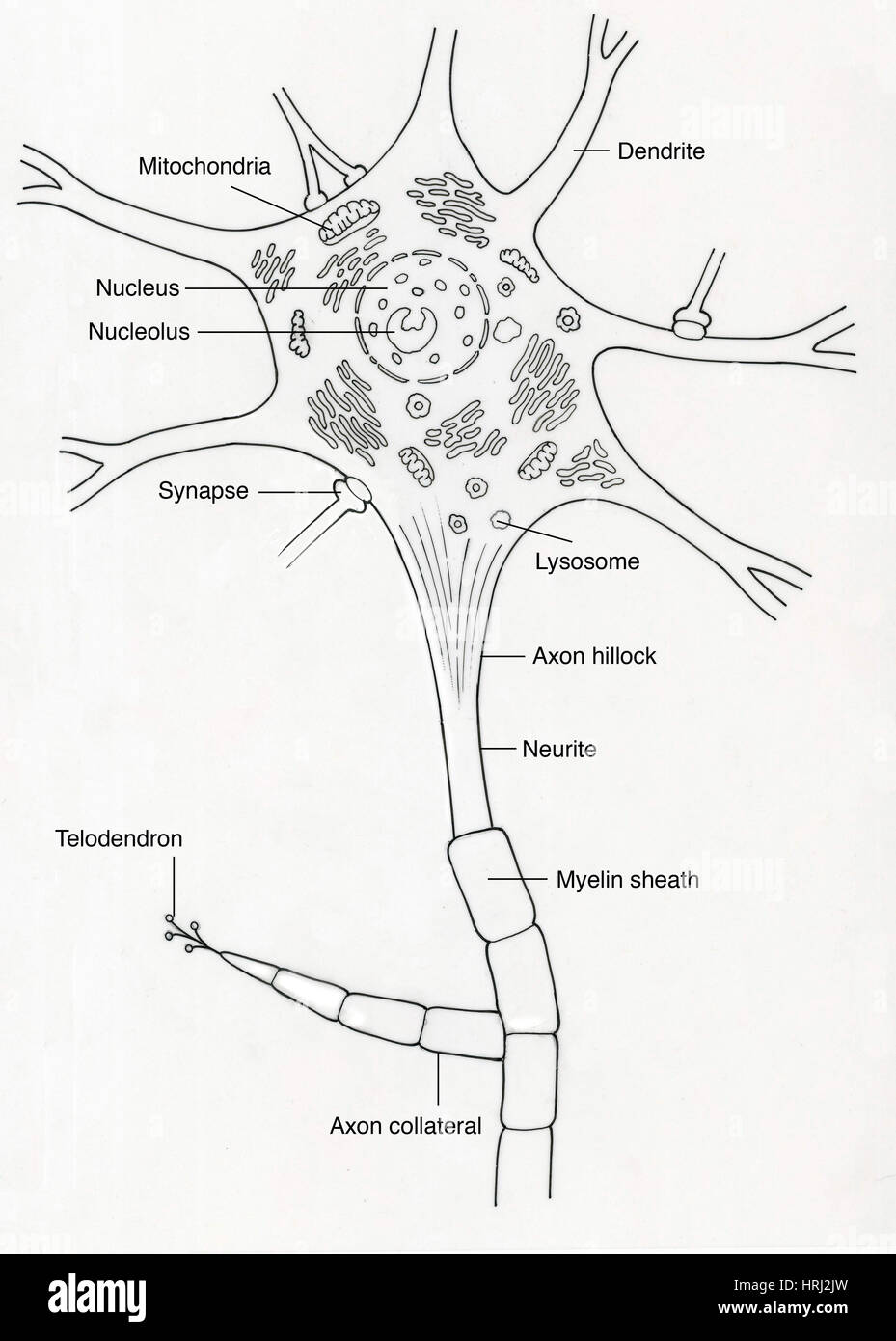 Illustration de neurone de moteur Banque D'Images