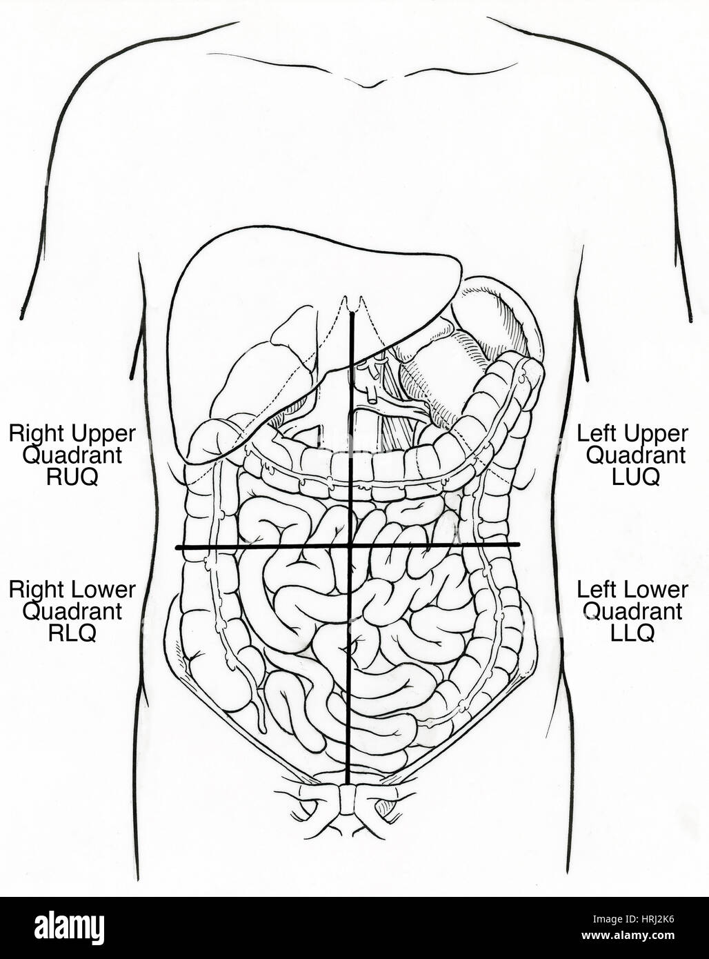 Illustration de quadrants abdominale Photo Stock - Alamy