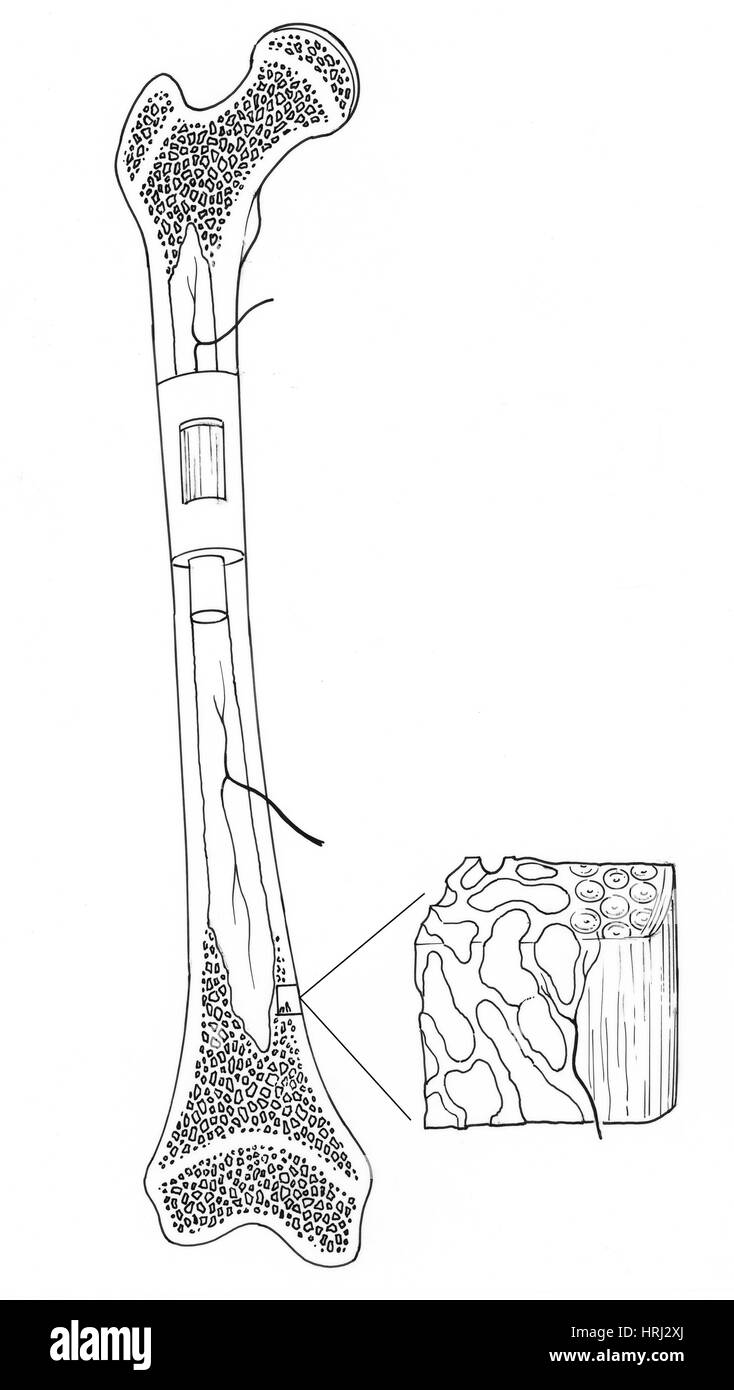 Illustration de la structure osseuse Banque D'Images Illustration de la structure osseuse Banque D'Images