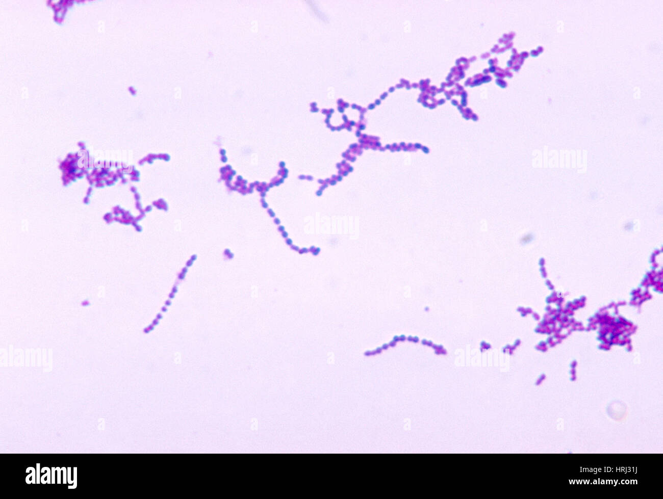 Streptococcus spp Banque de photographies et d’images à haute ...