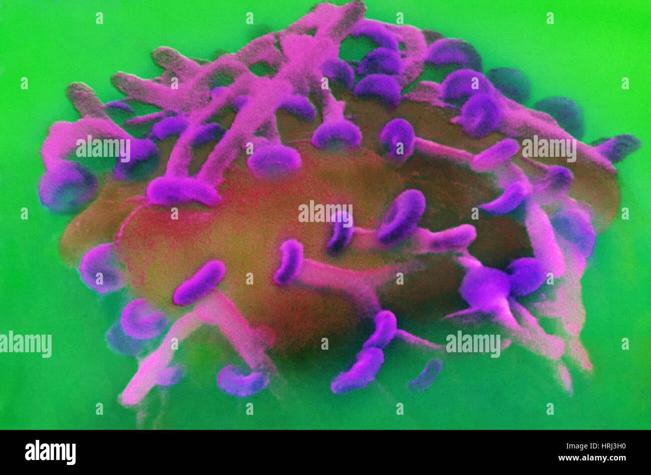 Synapses nerveuses dans l'aplysie, SEM Banque D'Images