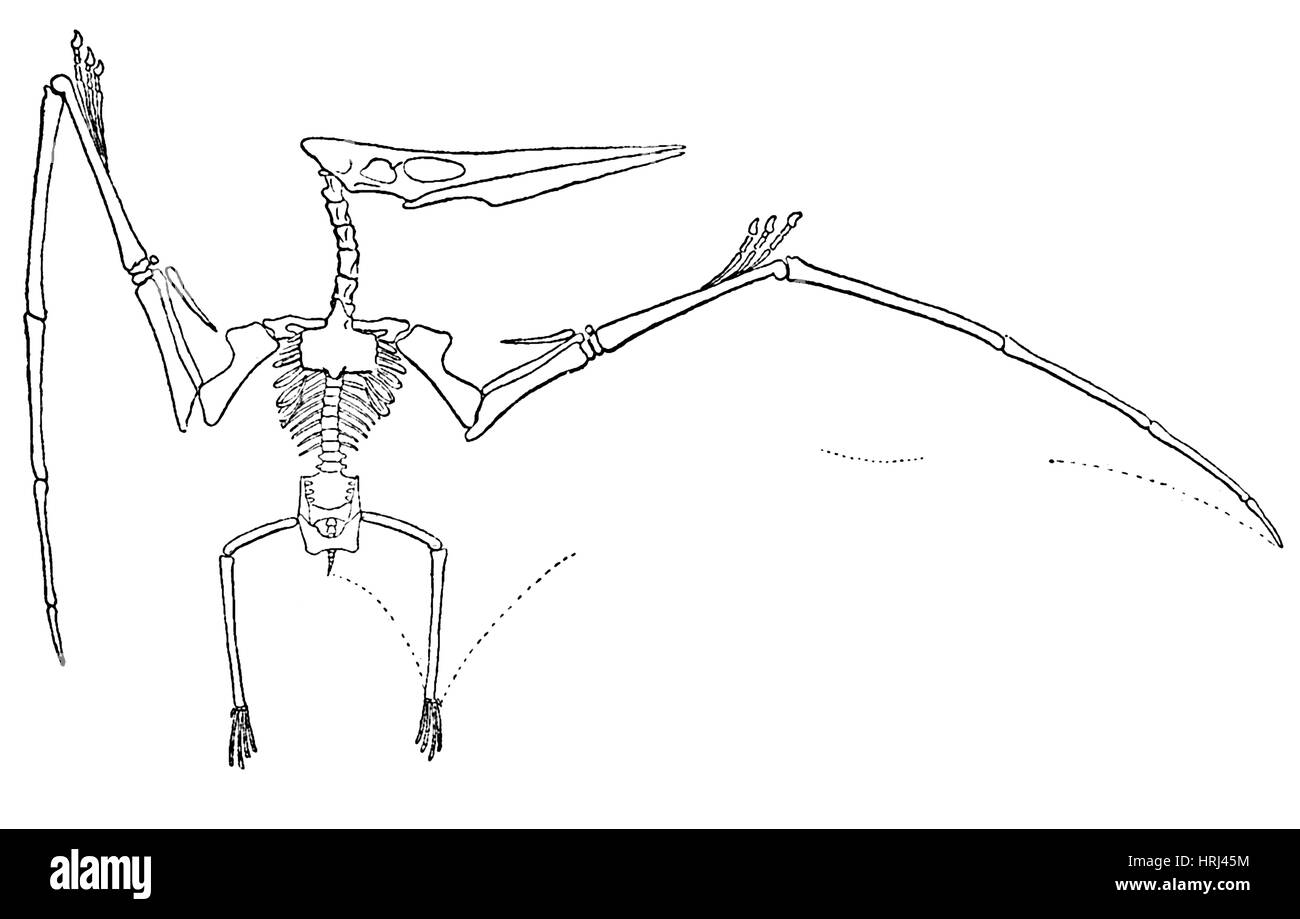 Pteranodon longiceps, Crétacé reptile volant Banque D'Images