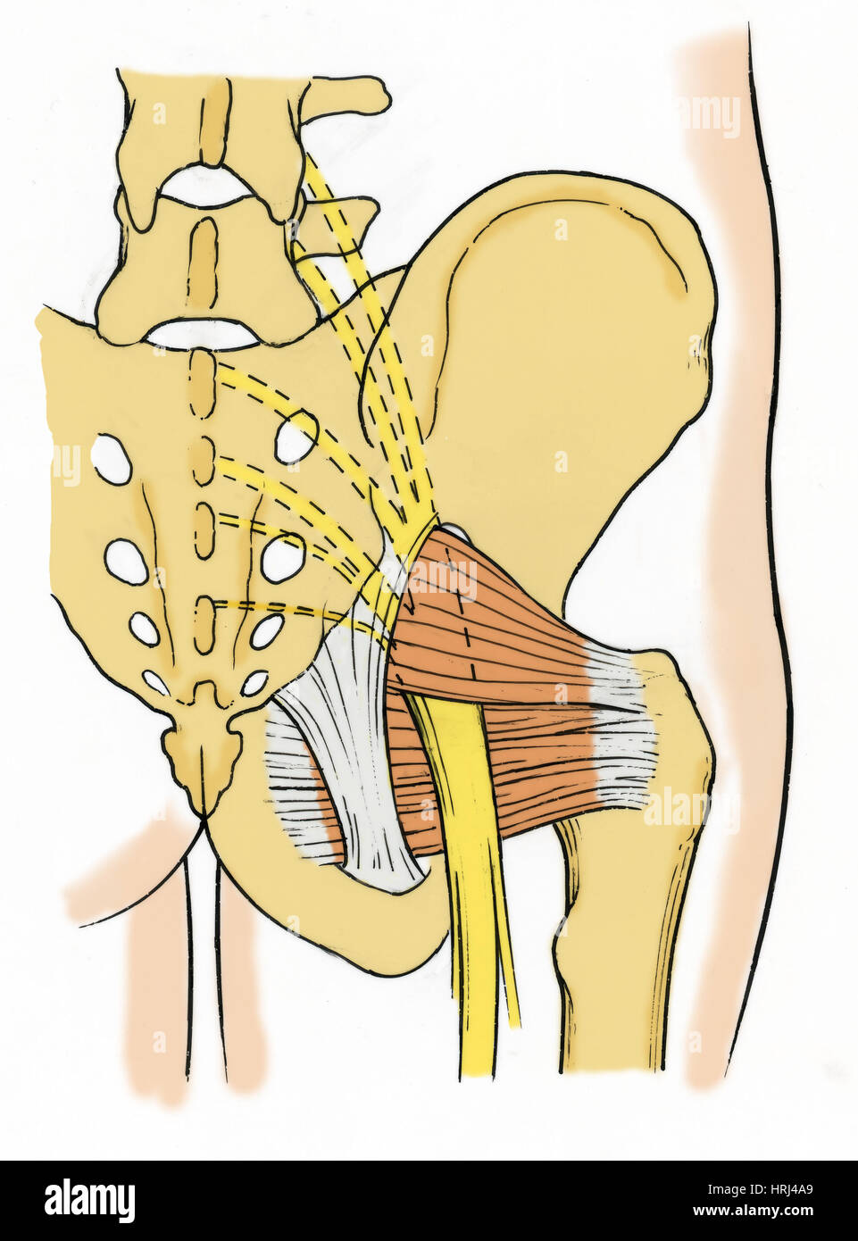 Illustration des droits de bassin Banque D'Images
