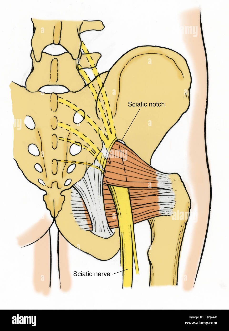 Illustration des droits de bassin Banque D'Images