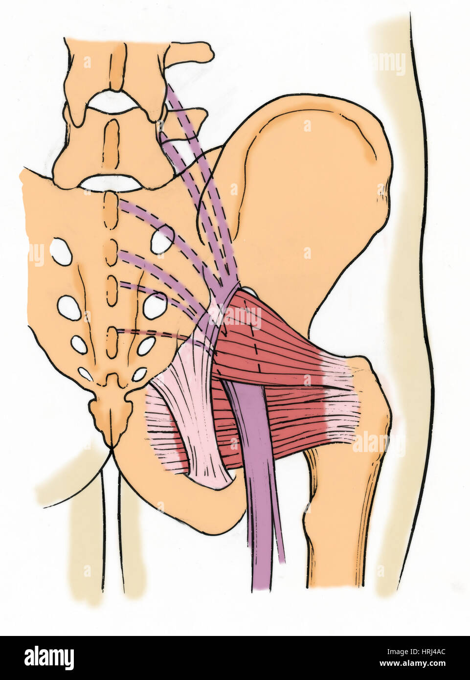 Illustration des droits de bassin Banque D'Images
