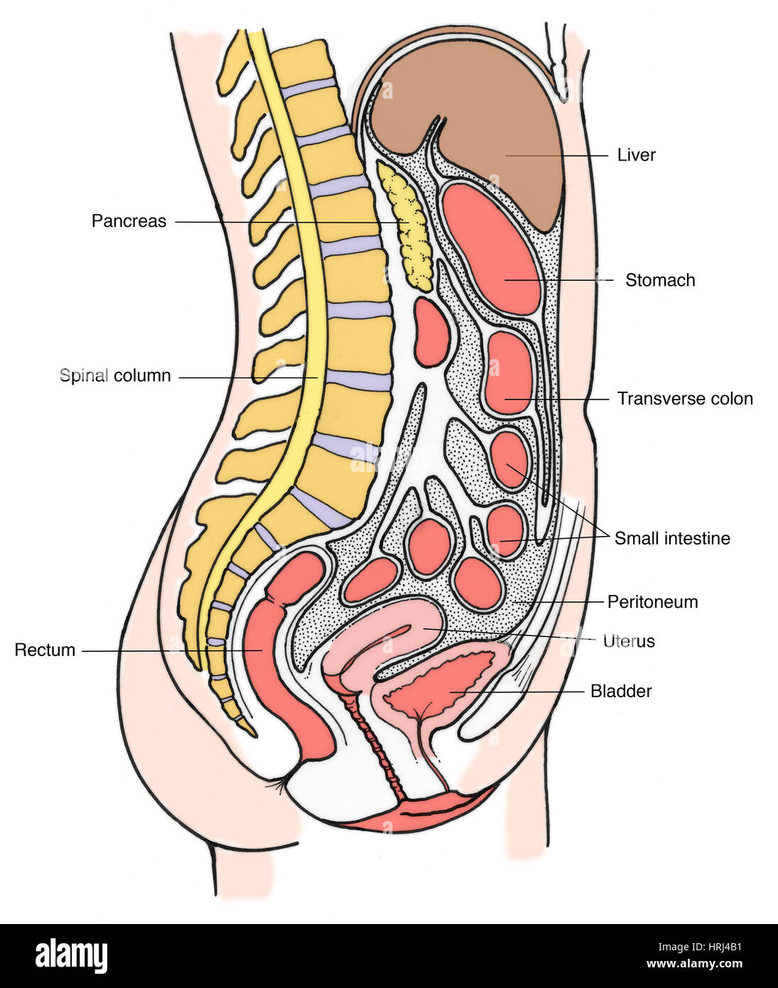 Illustration de la femme les organes internes Banque D'Images