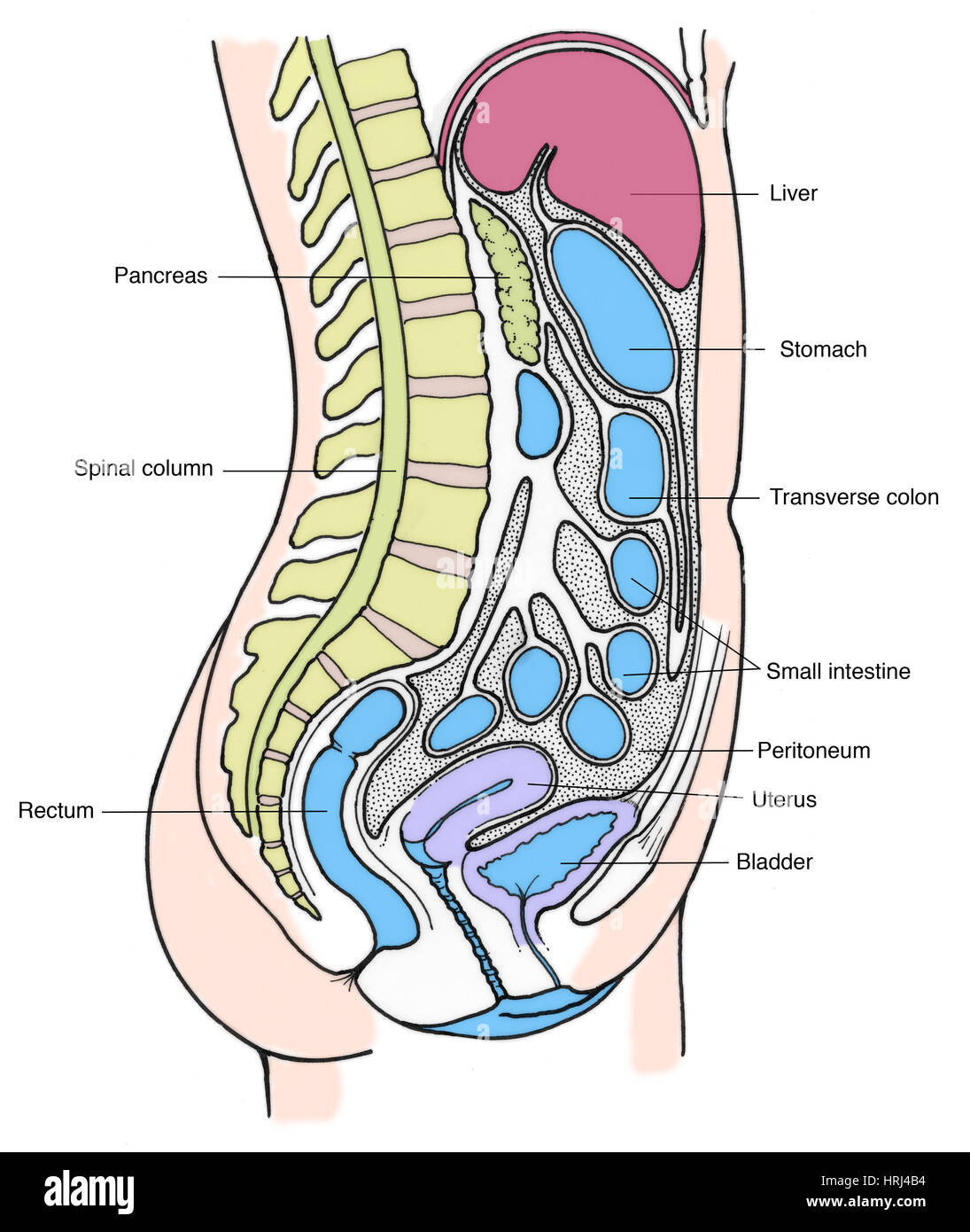 Illustration de la femme les organes internes Banque D'Images