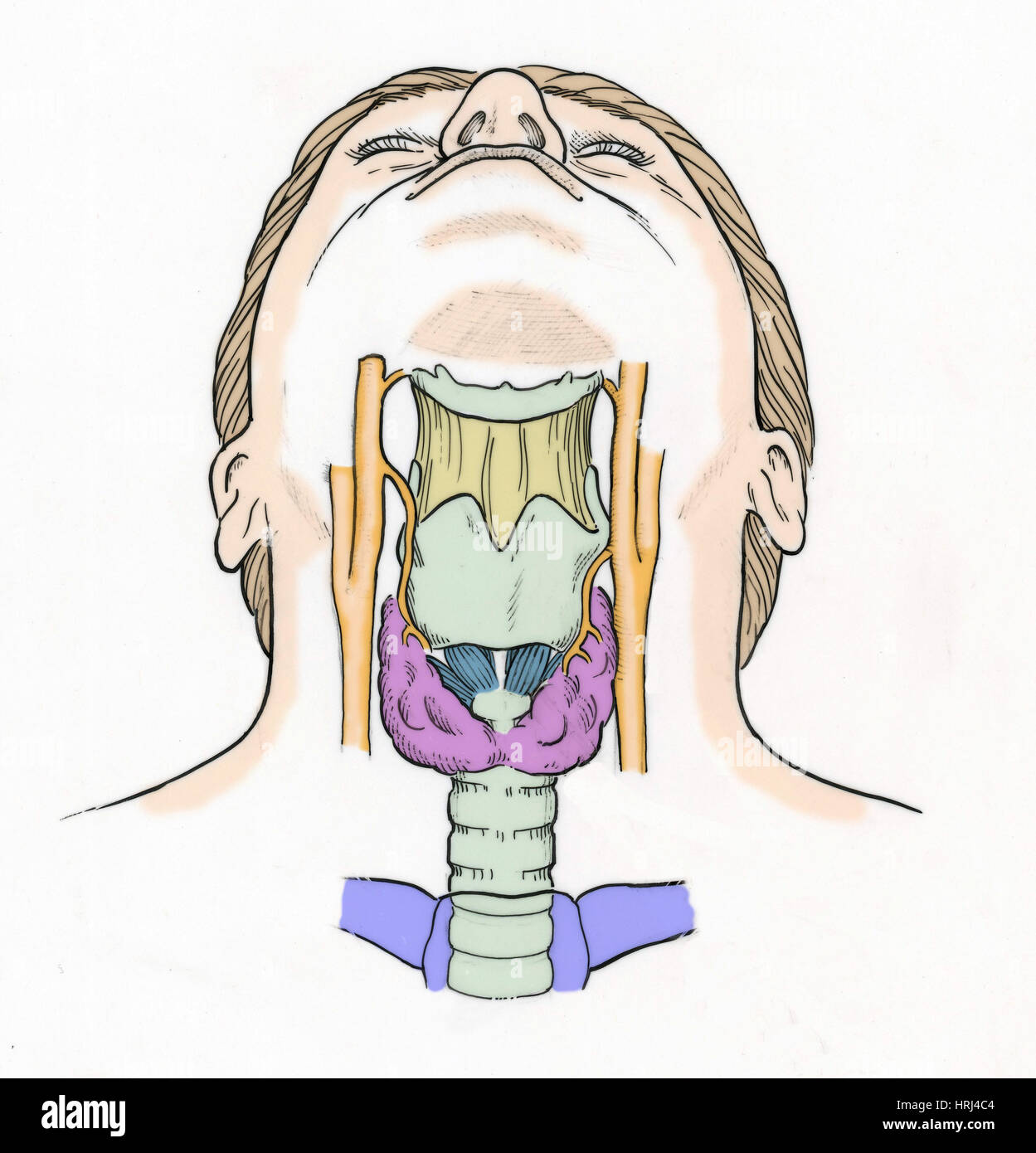 Illustration de l'anatomie de la gorge Banque D'Images