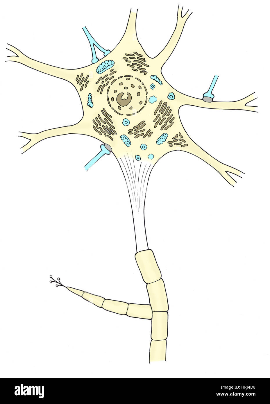 Illustration de neurone de moteur Banque D'Images