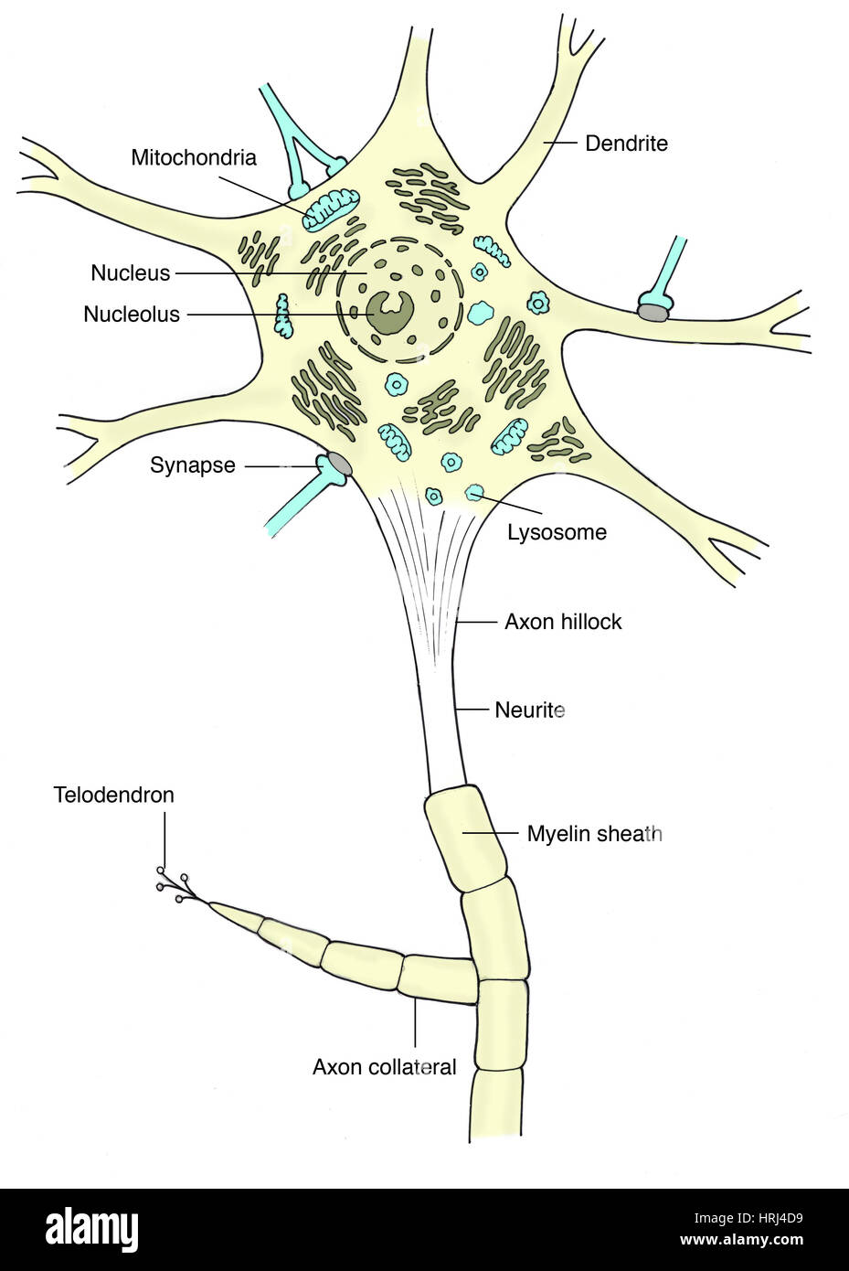 Illustration de neurone de moteur Banque D'Images