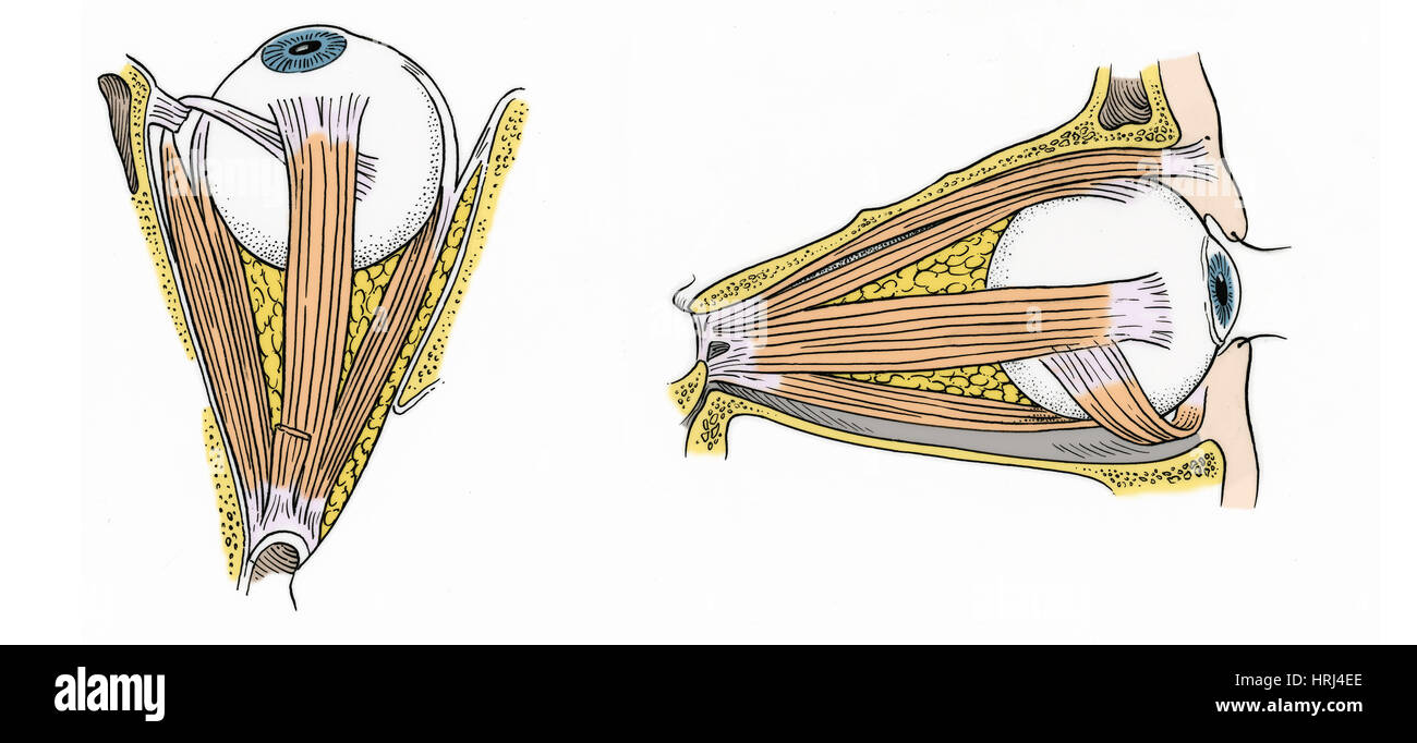 Illustration des muscles de l'oeil Photo Stock Alamy — free download