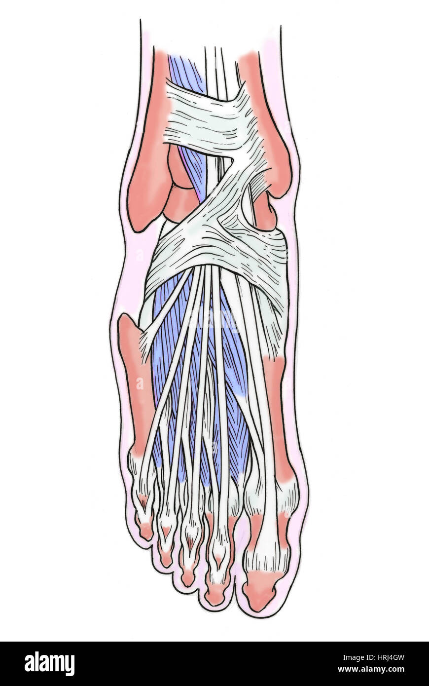 Illustration de l'anatomie du pied Banque D'Images