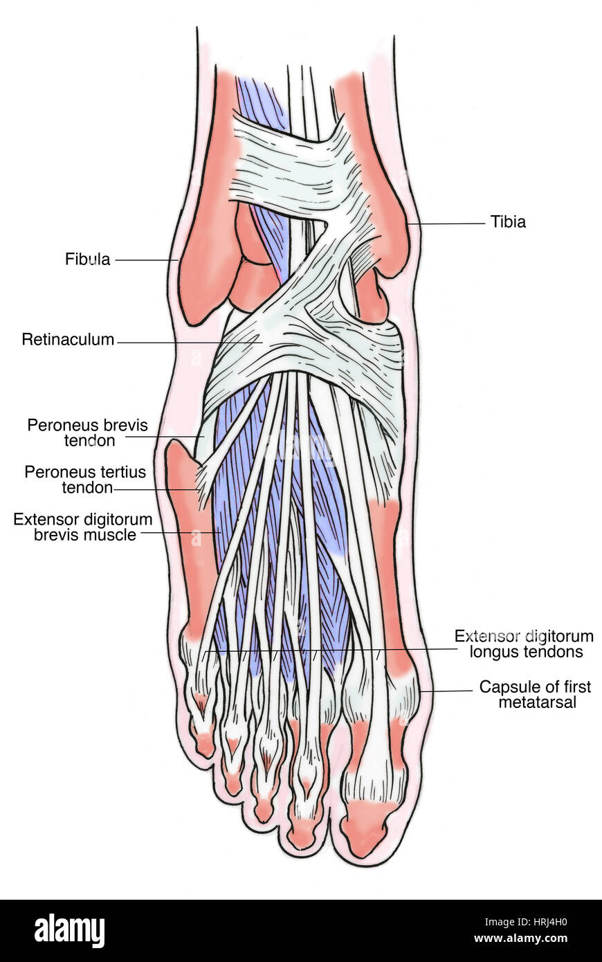 Illustration de l'anatomie du pied Banque D'Images