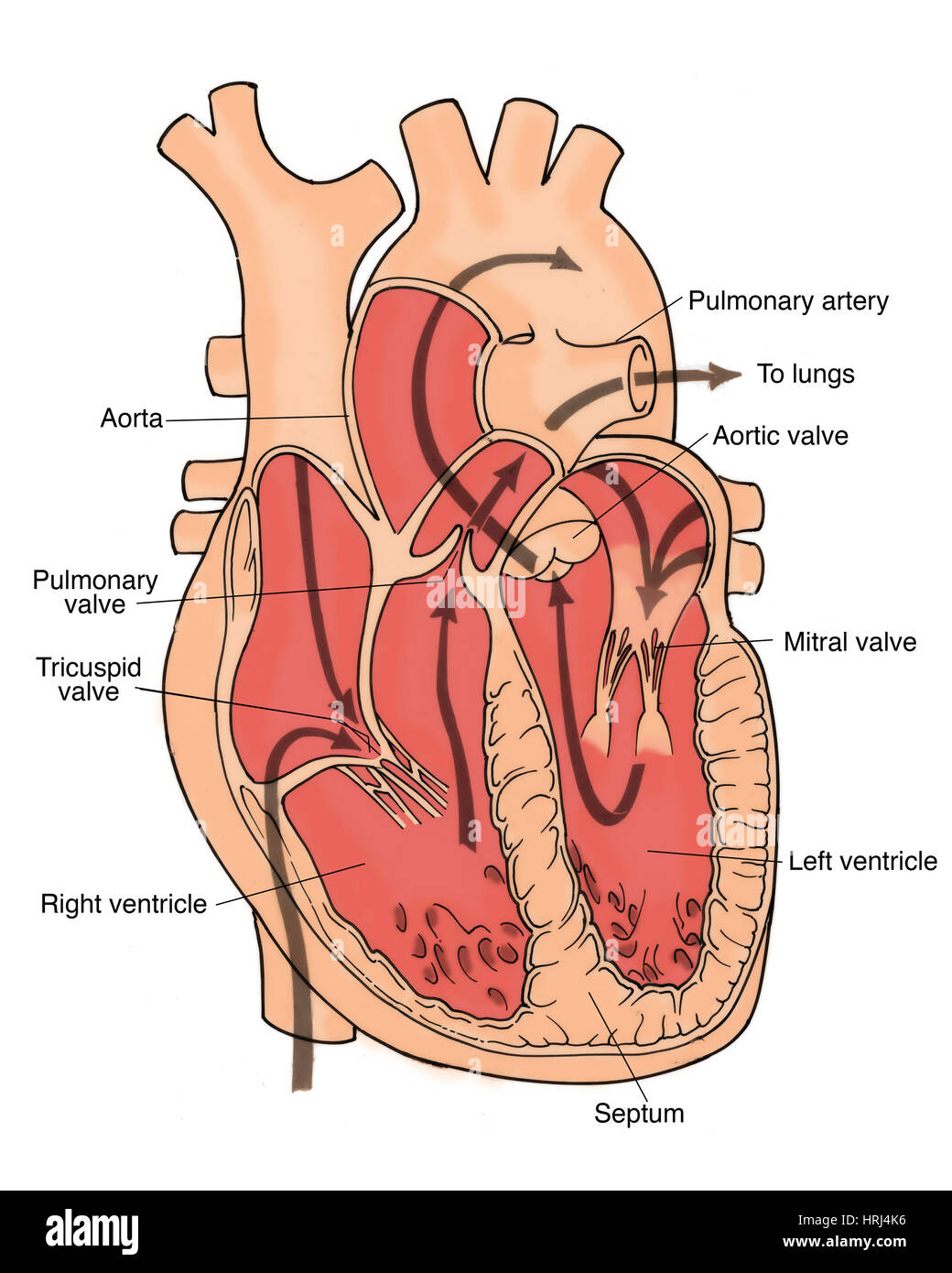 Illustration de la circulation coronarienne Banque D'Images