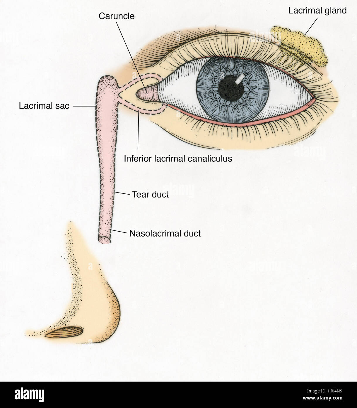 Lacrimal caruncle Banque de photographies et d’images à haute
