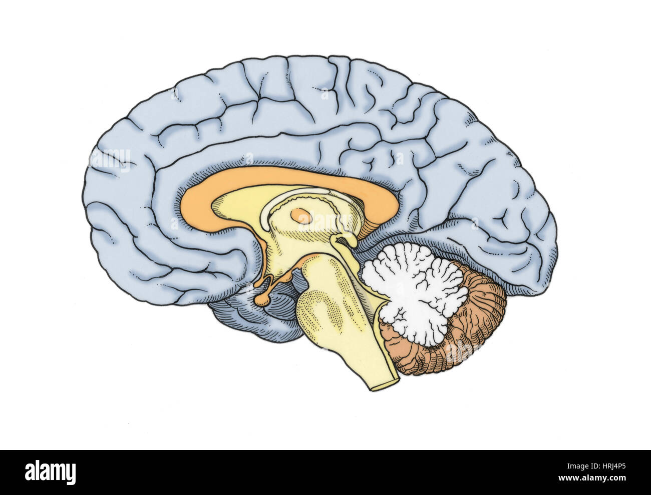 Dessin du cerveau et de la moelle épinière du système nerveux Banque d ...