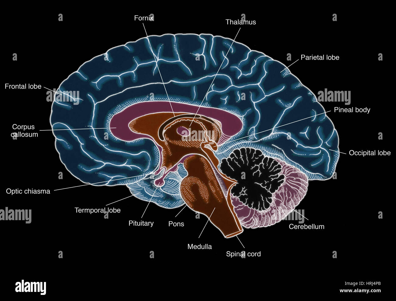 Illustration du cerveau humain Banque D'Images