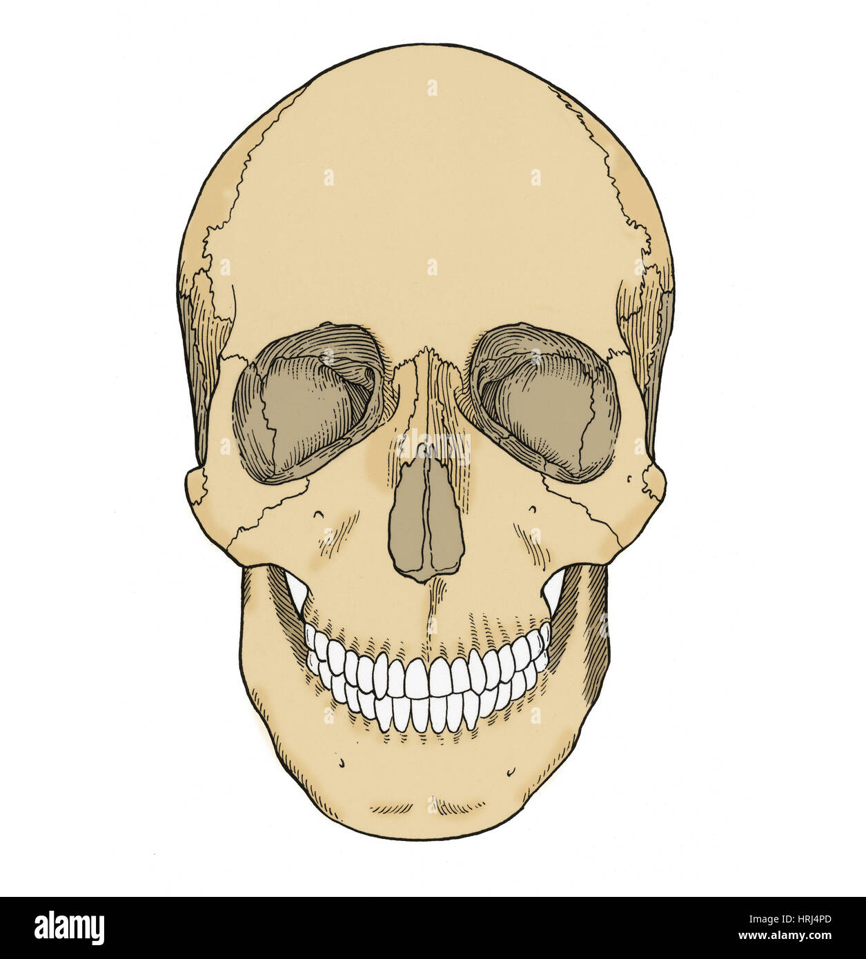 Illustration du crâne antérieur Banque D'Images