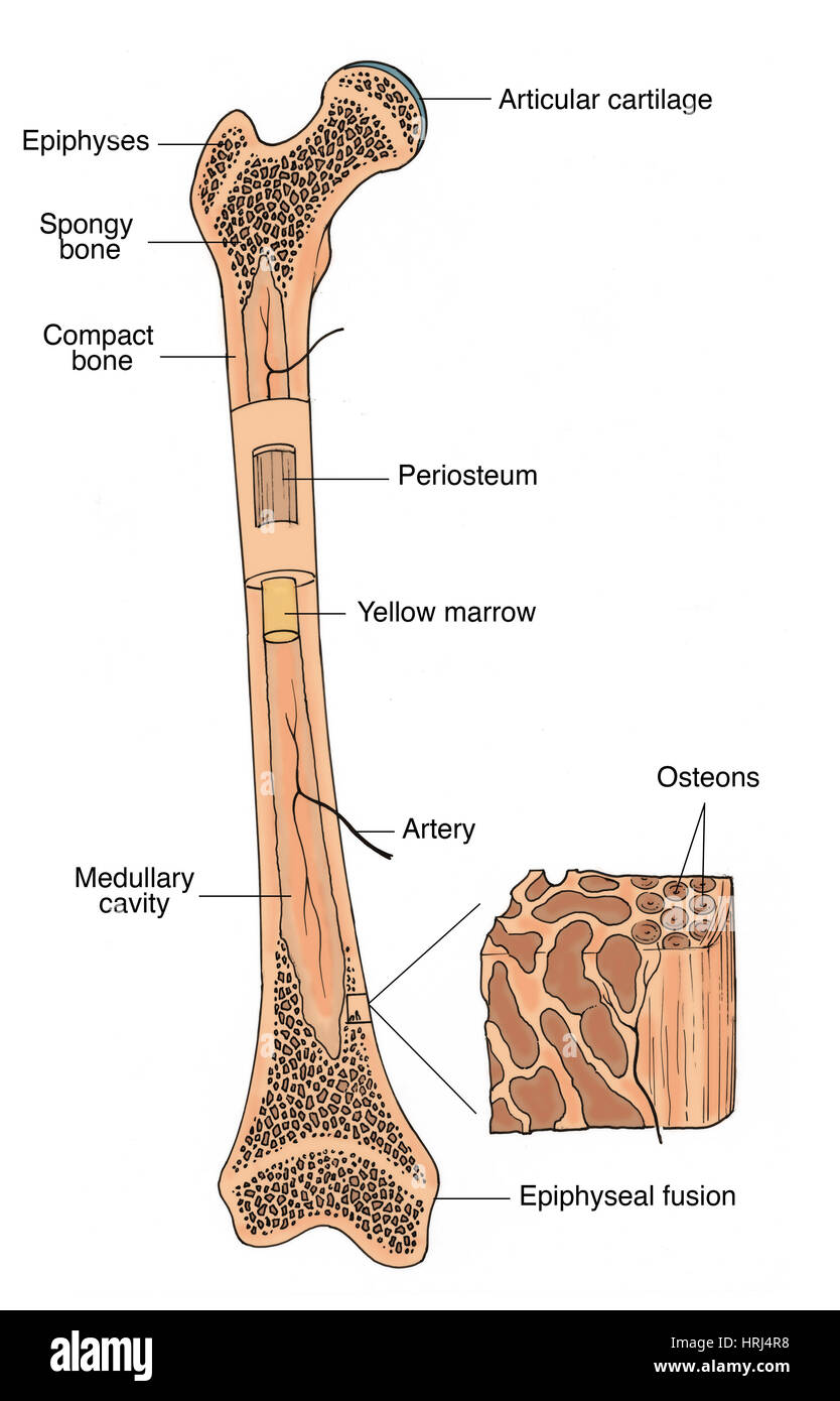 Illustration de la structure osseuse Banque D'Images