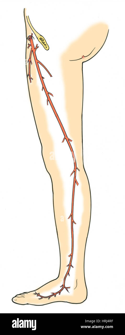 Illustration de la grande veine saphène Banque D'Images
