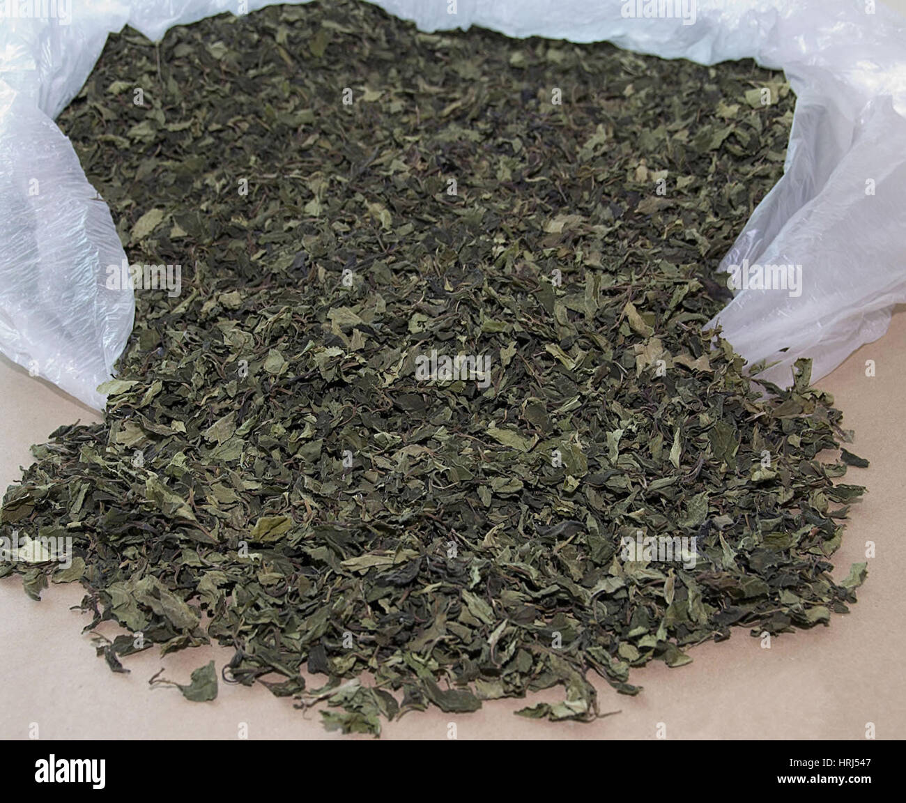 Le khat, stimulant naturel, illégale en France Banque D'Images