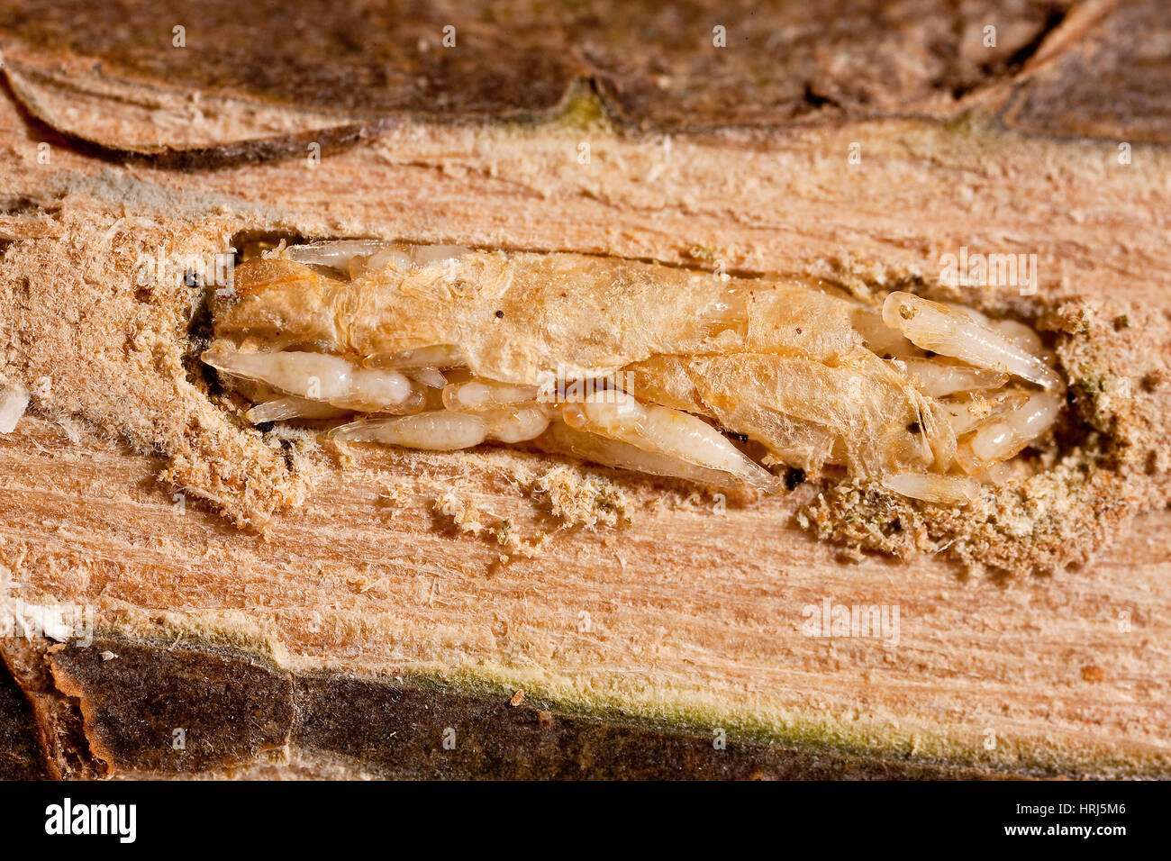 L'agrile du frêne larve parasitées Banque D'Images