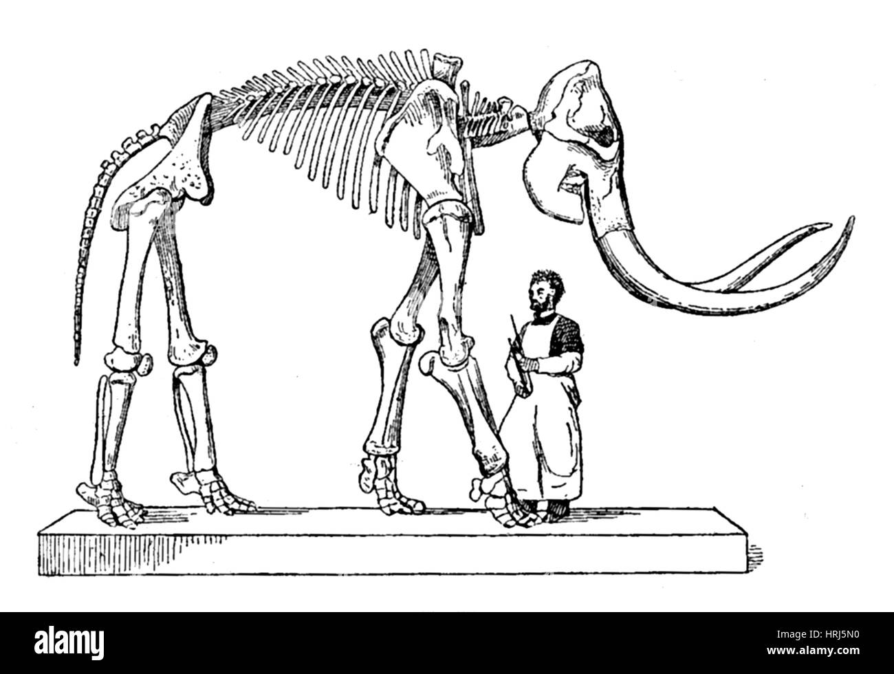 Le mammouth, mammifères du cénozoïque Banque D'Images