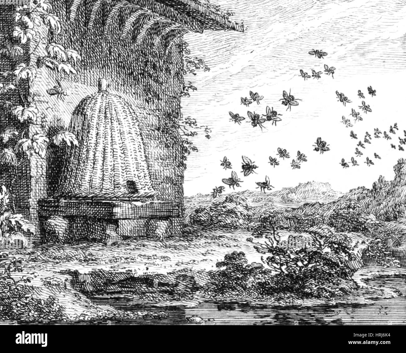 Ruche SKEP Banque D'Images