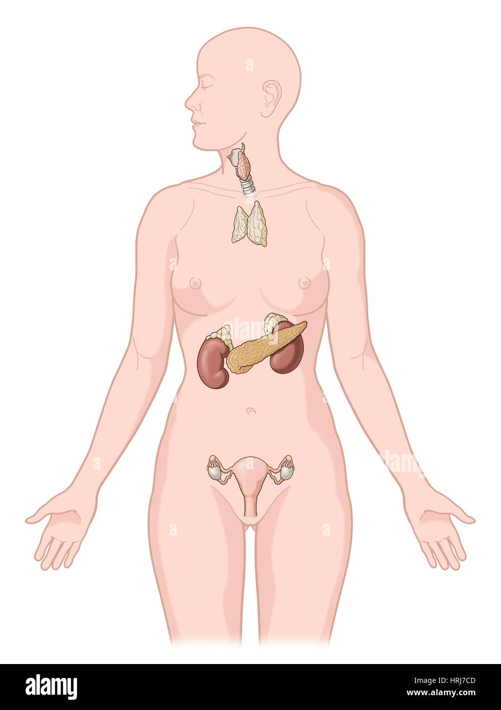 Système endocrinien chez les femmes adultes Banque D'Images