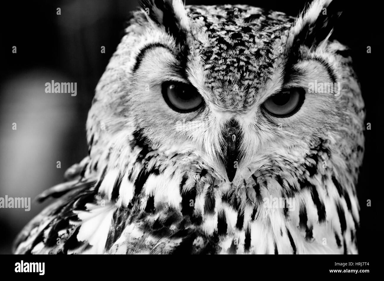 Grand-duc (Bubo bubo). Le noir et blanc portrait Banque D'Images