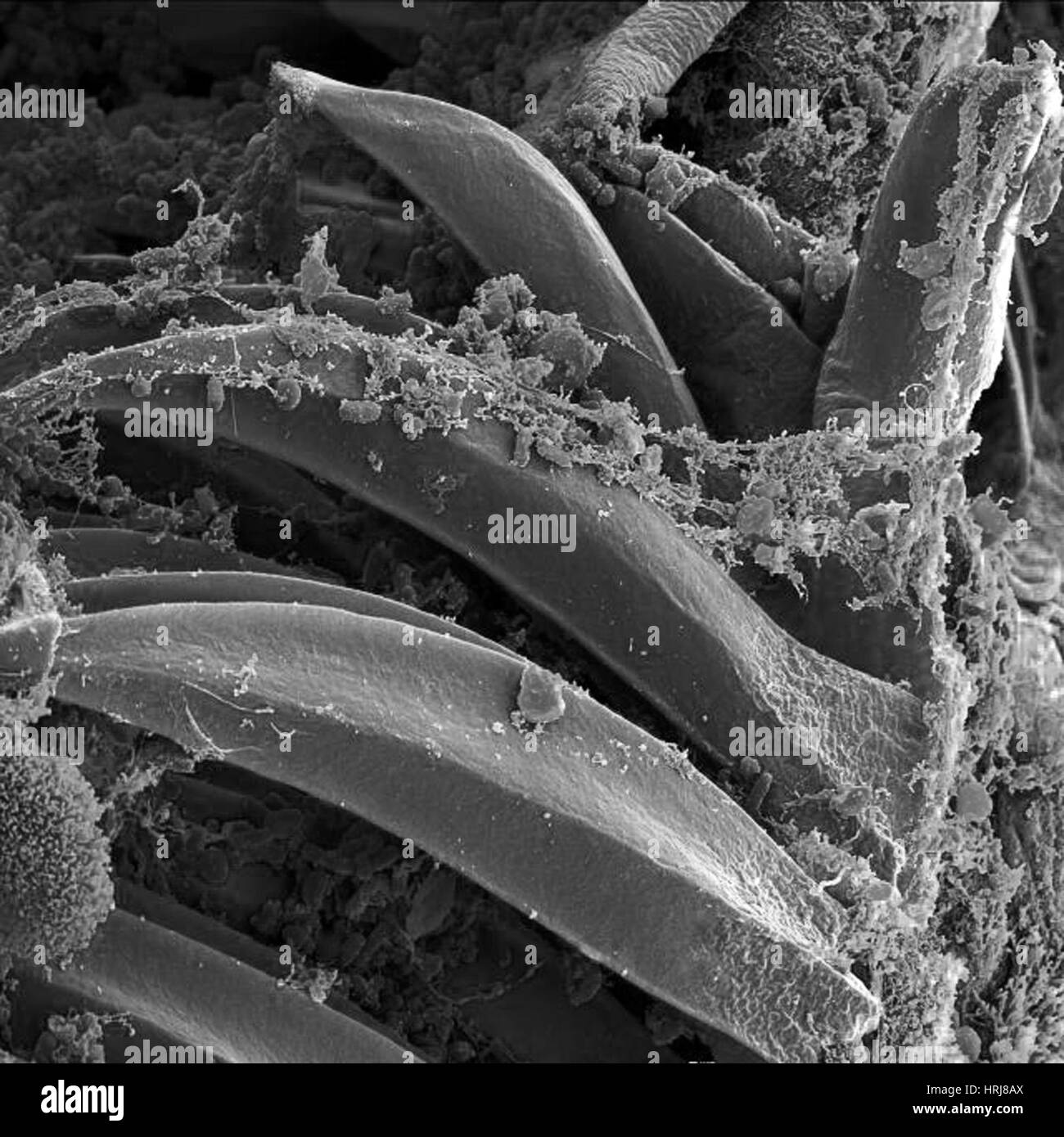 Yersinia pestis bactéries, SEM Banque D'Images