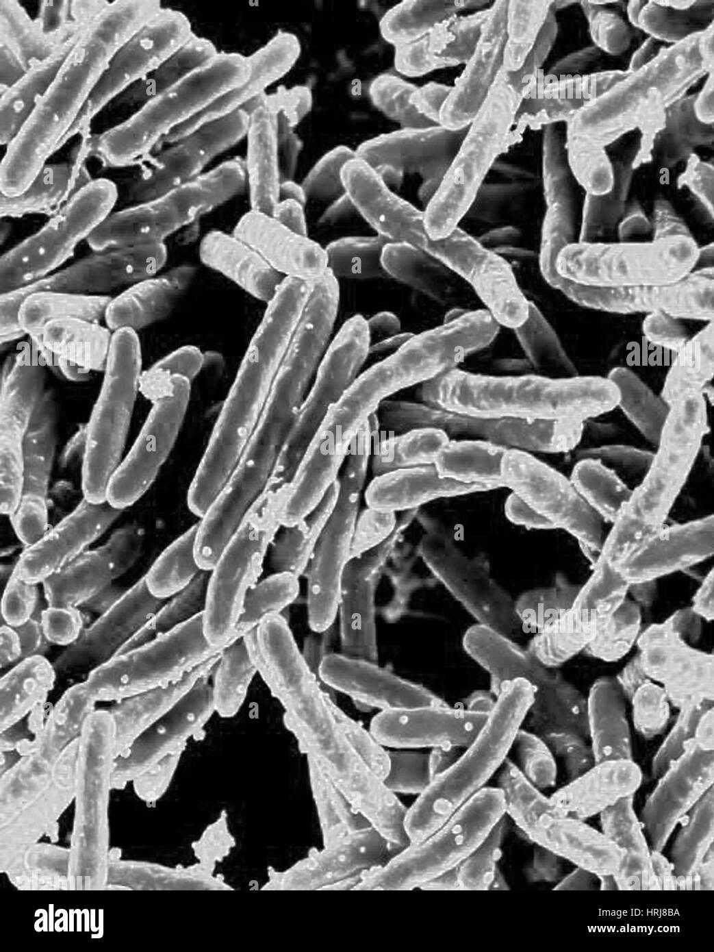La bactérie Mycobacterium tuberculosis, SEM Banque D'Images