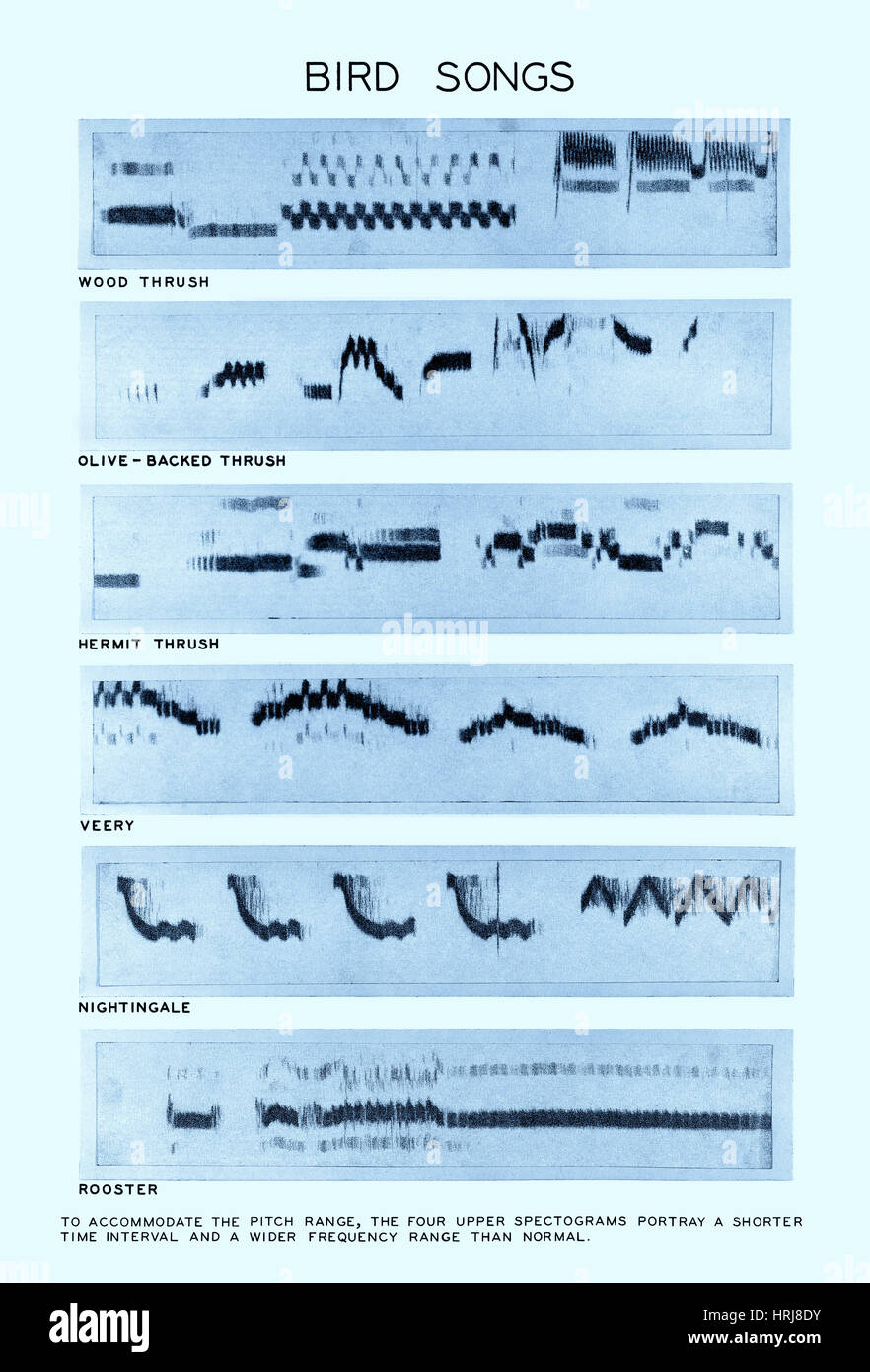 Spectrogramme Musique Enregistrement spectral Banque de photographies et d’images à haute ...