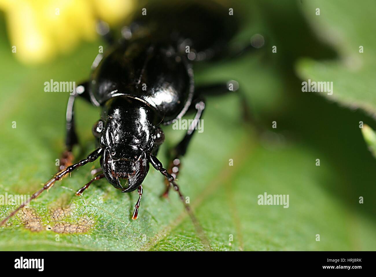 Carabidae Chrysomèle insecte prédateur Banque D'Images